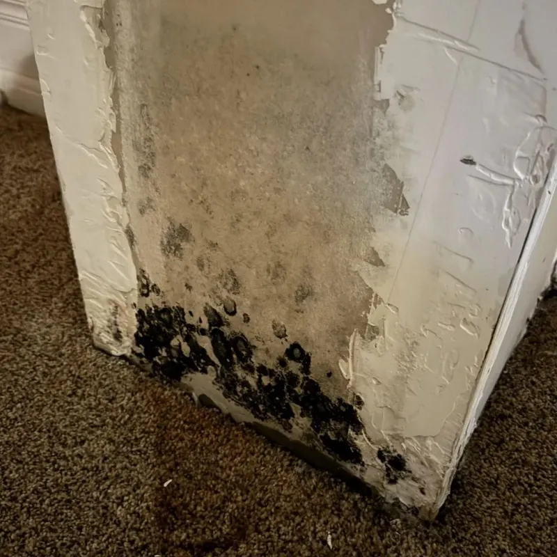 Professional Mold Removal in Palm Springs, CA